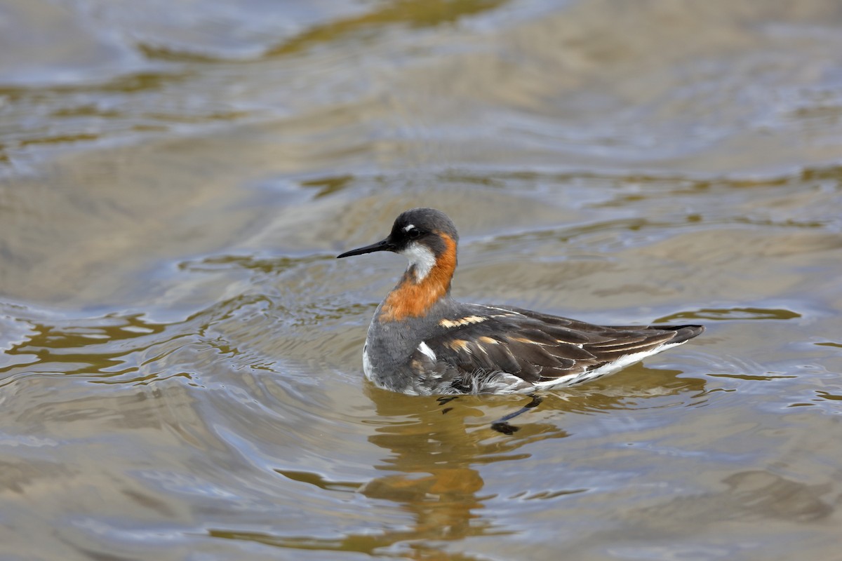 Phalarope à bec étroit - ML225002931