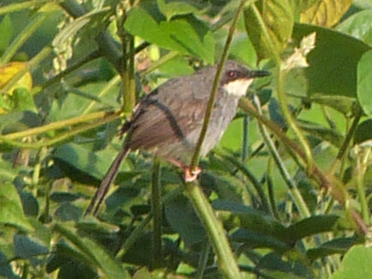 Apalis à gorge blanche - ML225003371