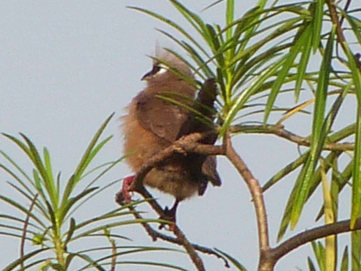 Speckled Mousebird - ML225003721