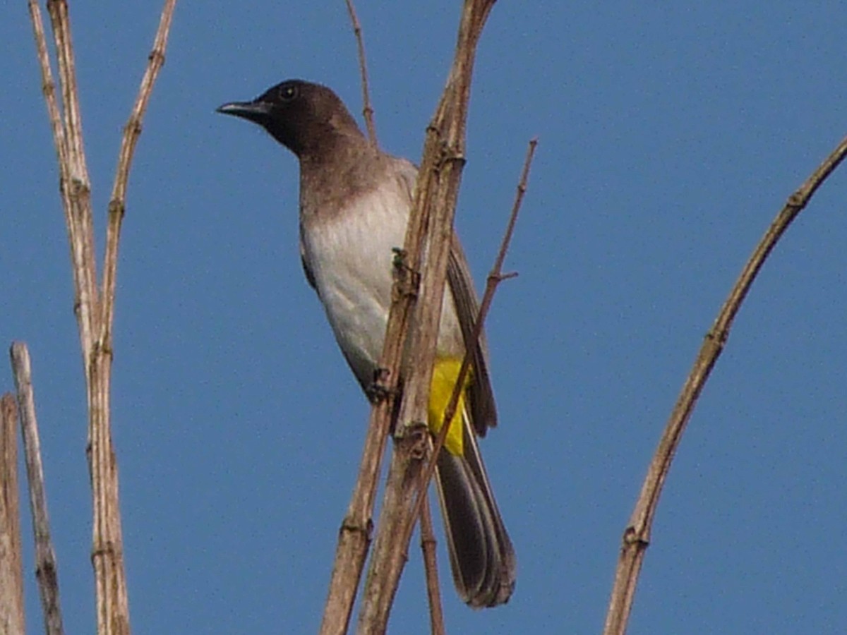 Common Bulbul (Dark-capped) - ML225003831