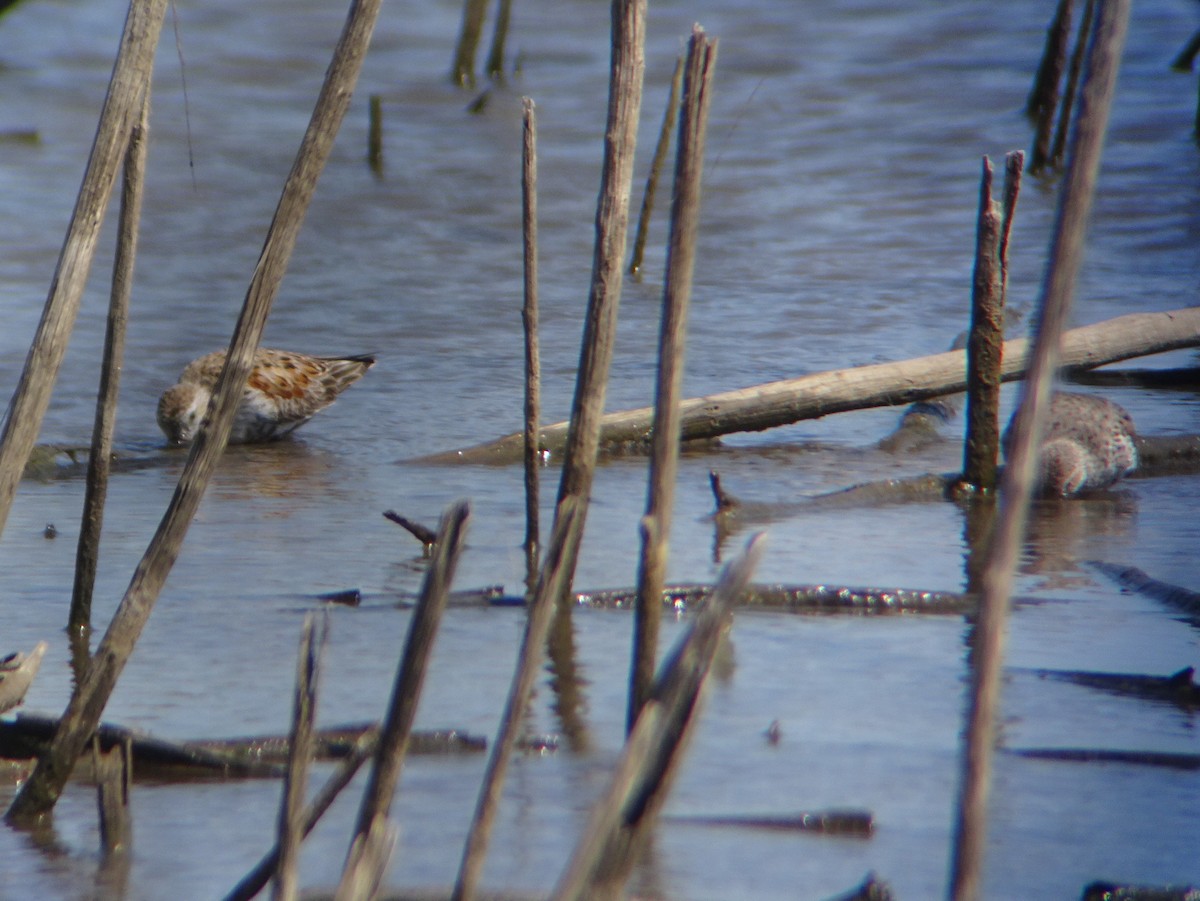 Dunlin - ML225005501