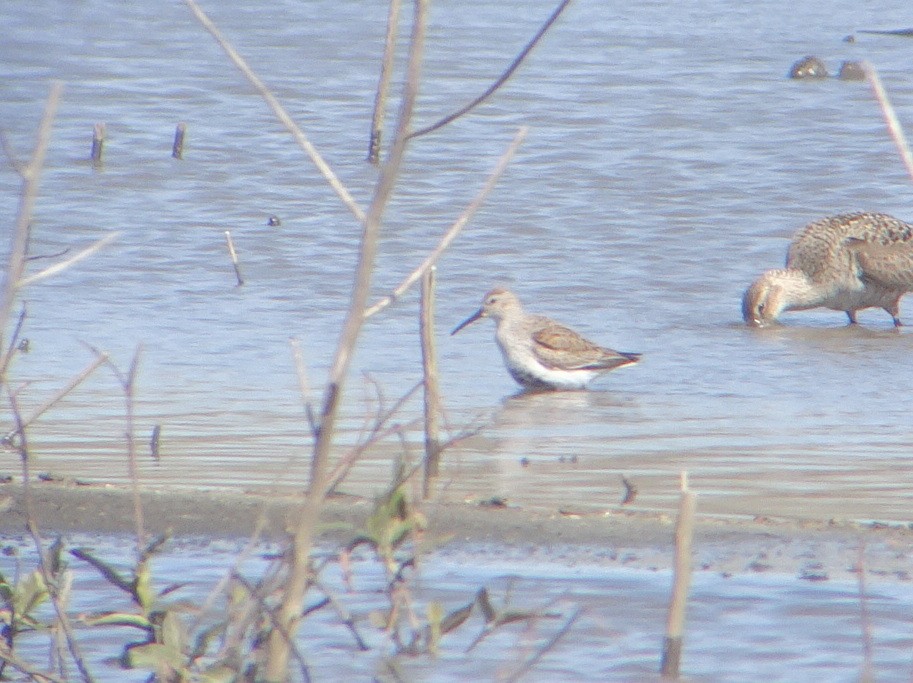 Dunlin - ML225005571