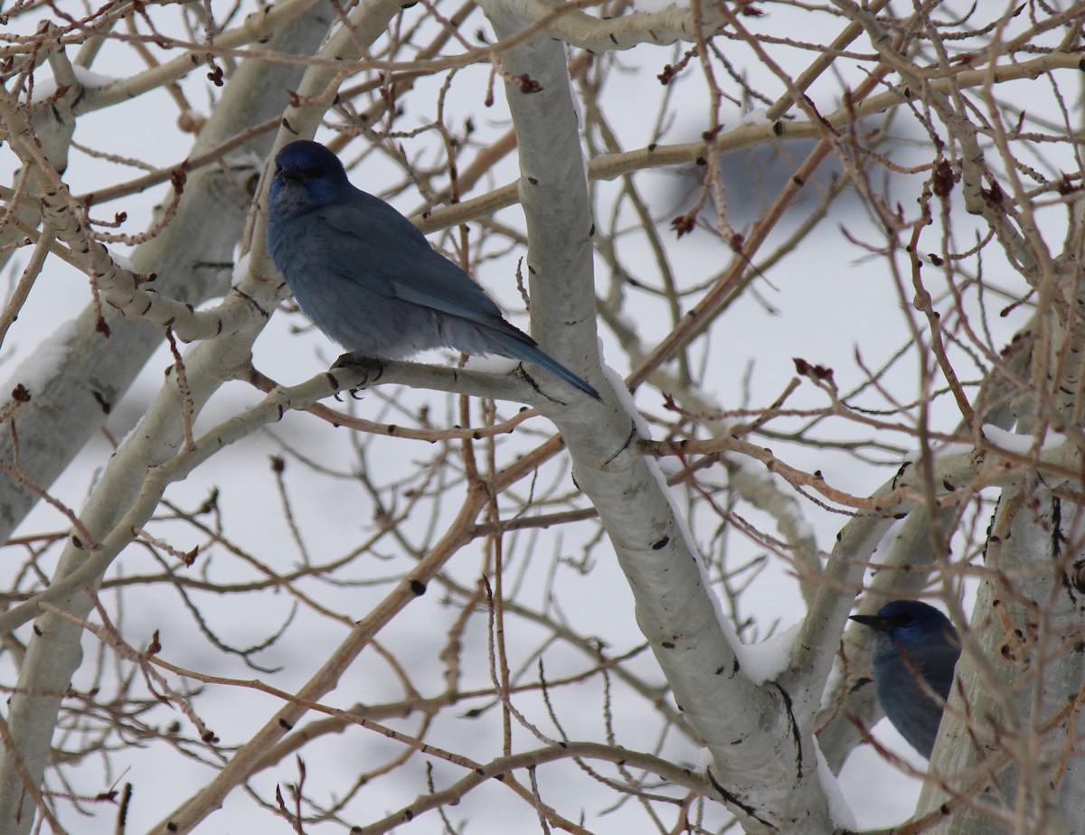 Pinyon Jay - ML22500581