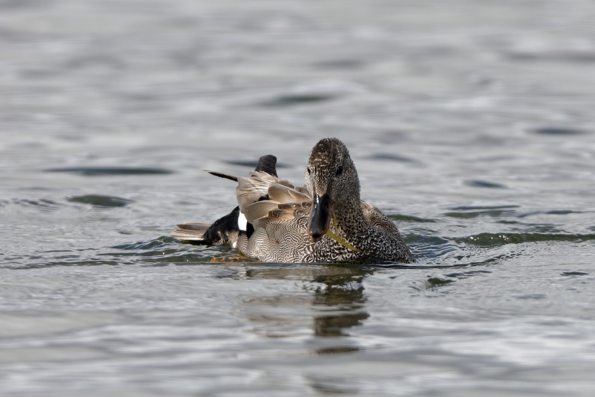 Gadwall - Holger Teichmann