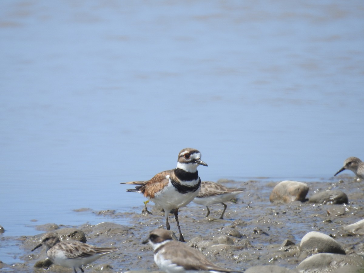 Killdeer - ML225010411