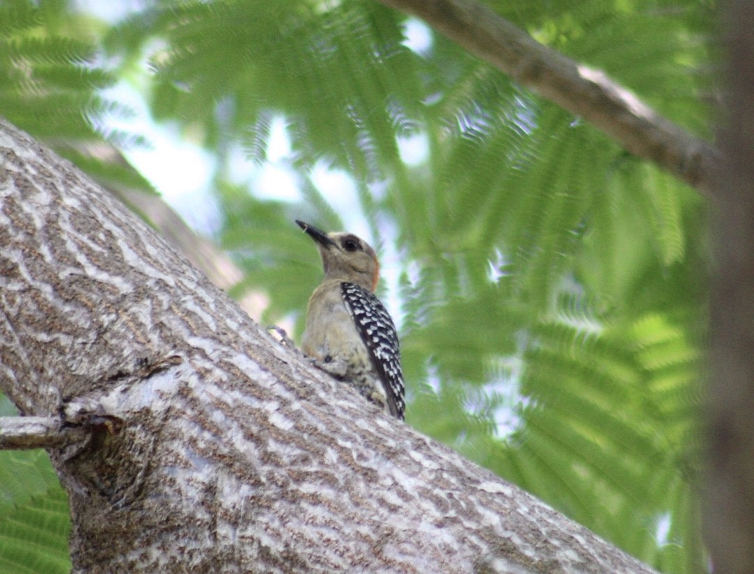 Red-crowned Woodpecker - ML225011261
