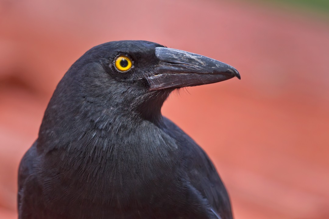 Pied Currawong - Mat Gilfedder