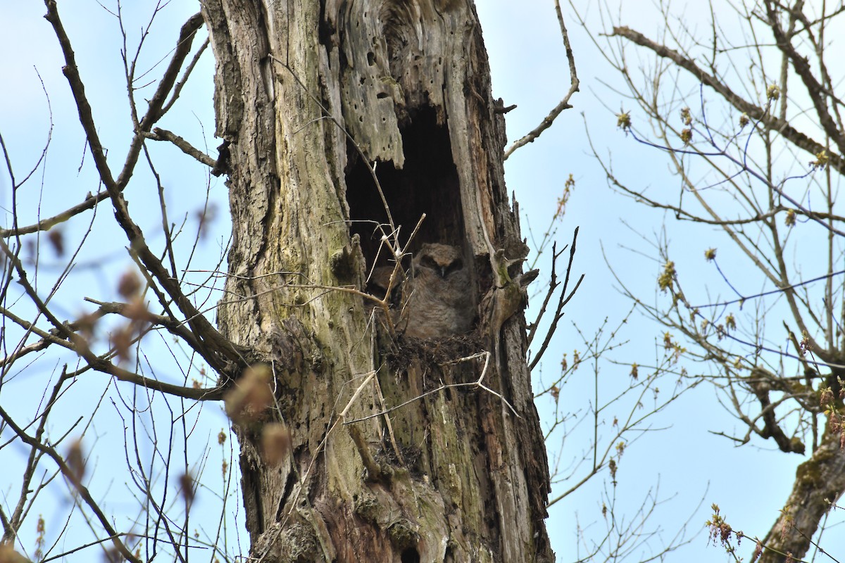 Great Horned Owl - ML225012391