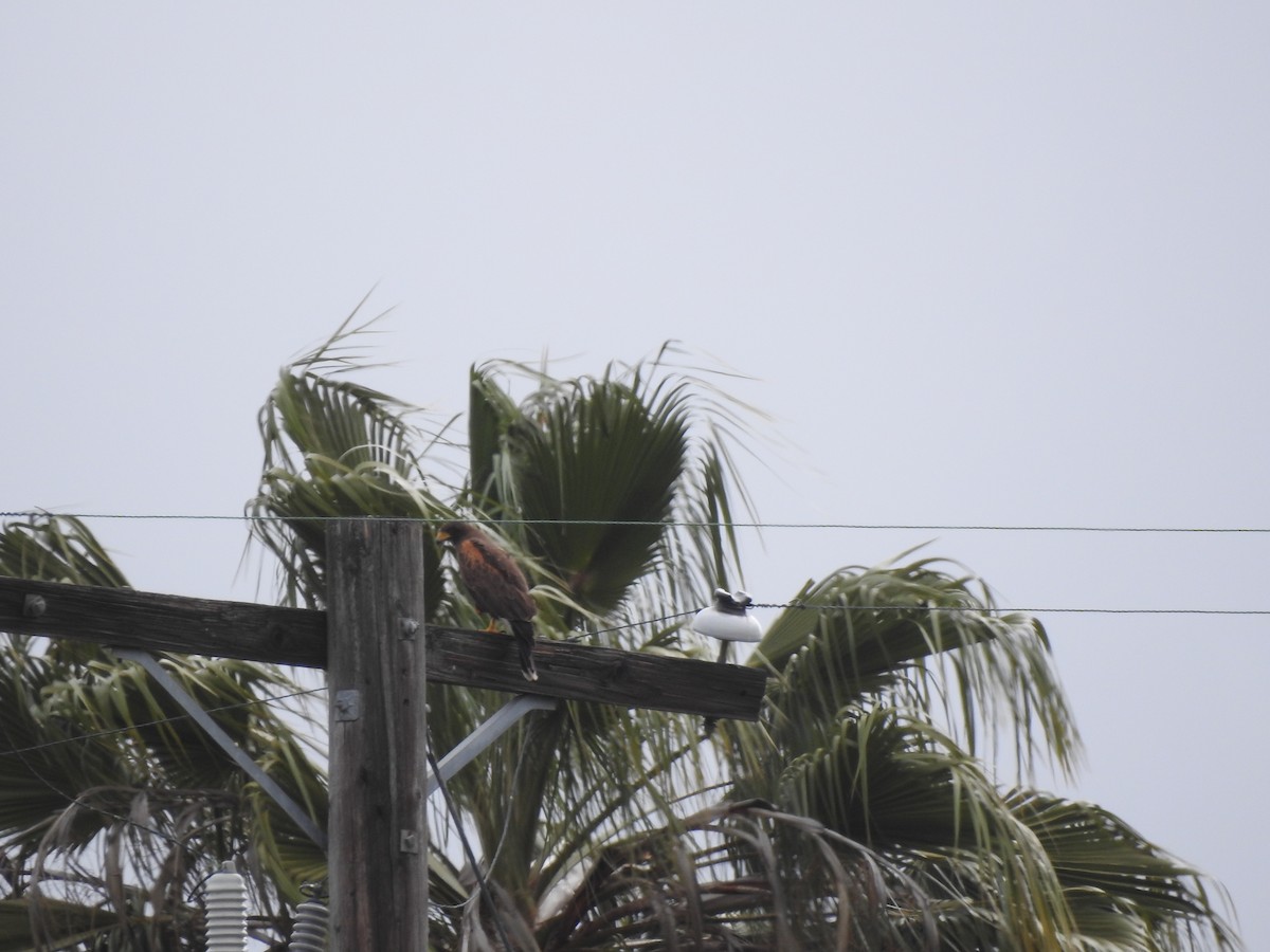 Harris's Hawk - ML225013081