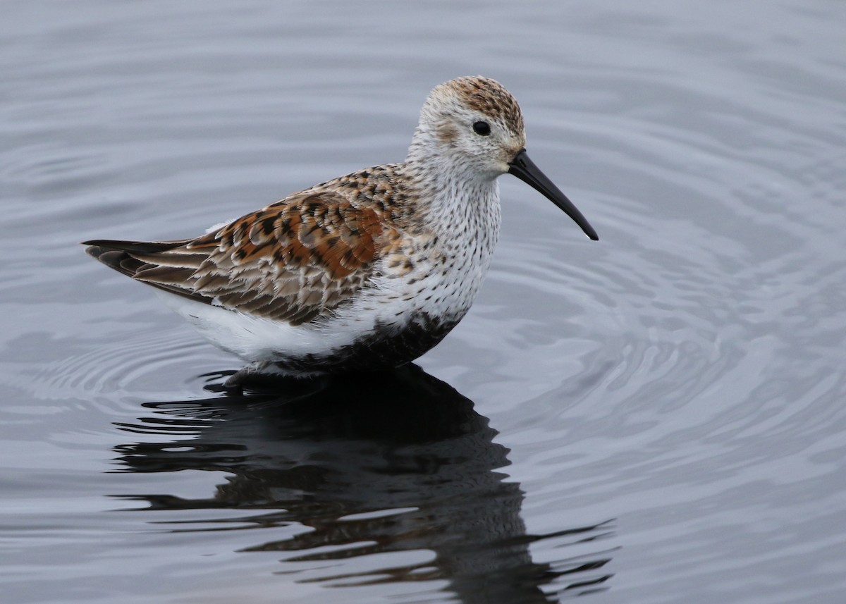 Dunlin - ML225013391