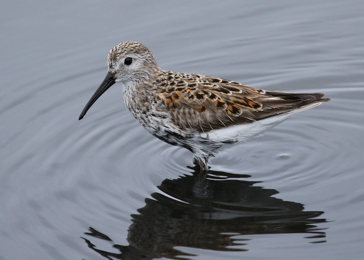 Dunlin - ML225013401