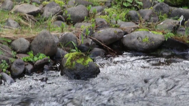 American Dipper - ML225013731