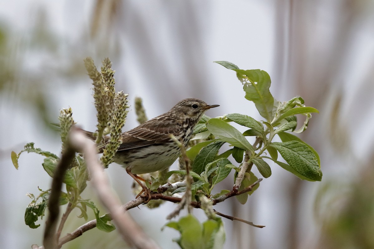 Pipit farlouse - ML225014901