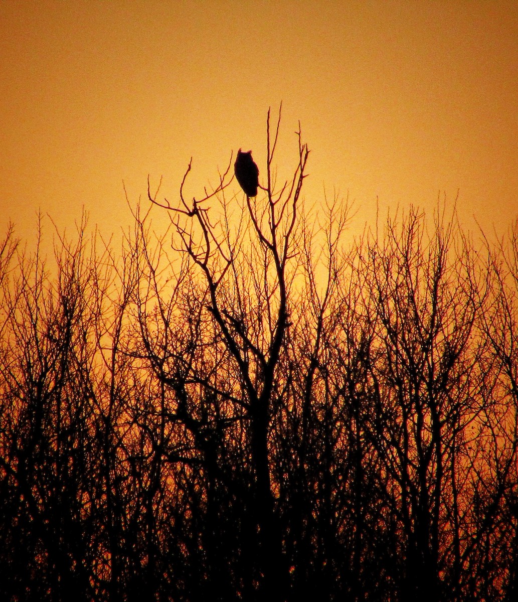 Great Horned Owl - ML225018741