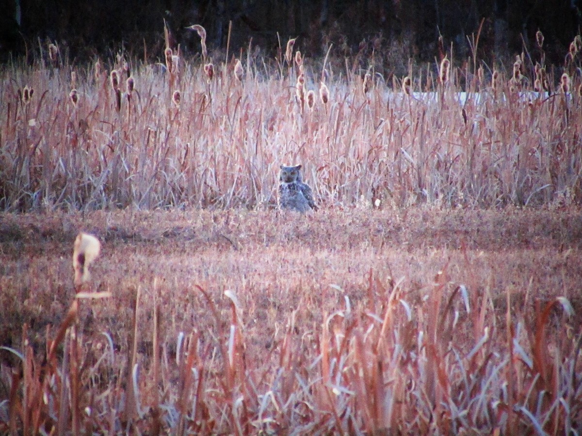 Great Horned Owl - ML225018751