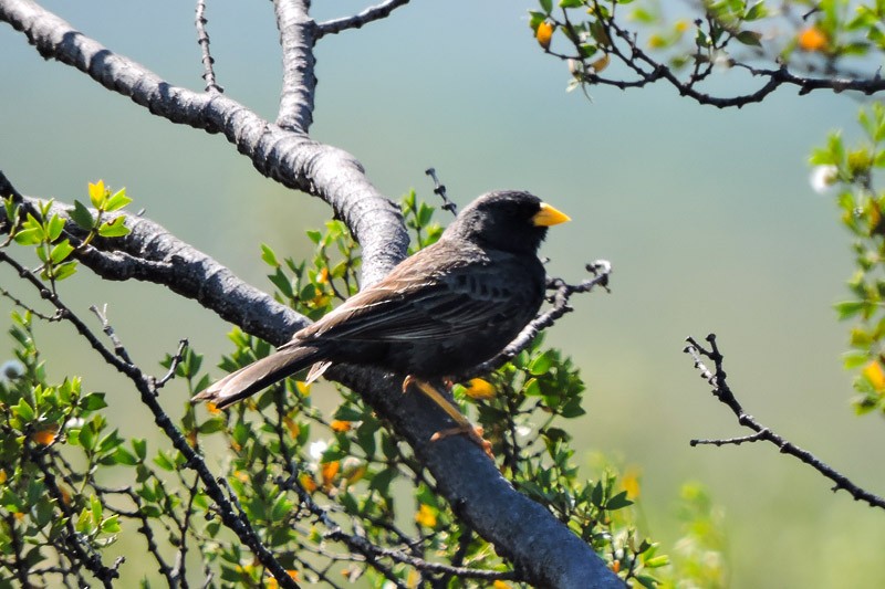 Carbonated Sierra Finch - ML22502101