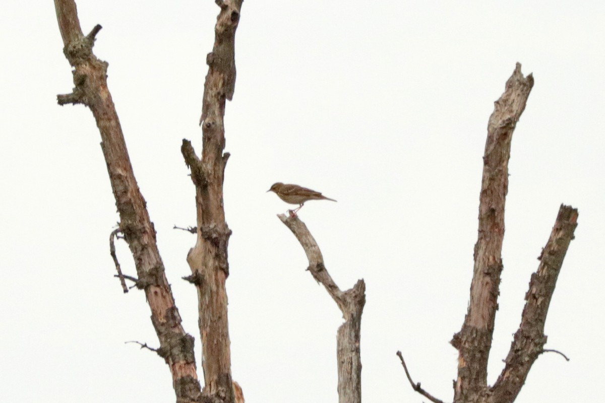 Eurasian Skylark - ML225021711