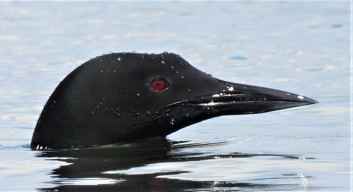 Common Loon - Jean W. Côté