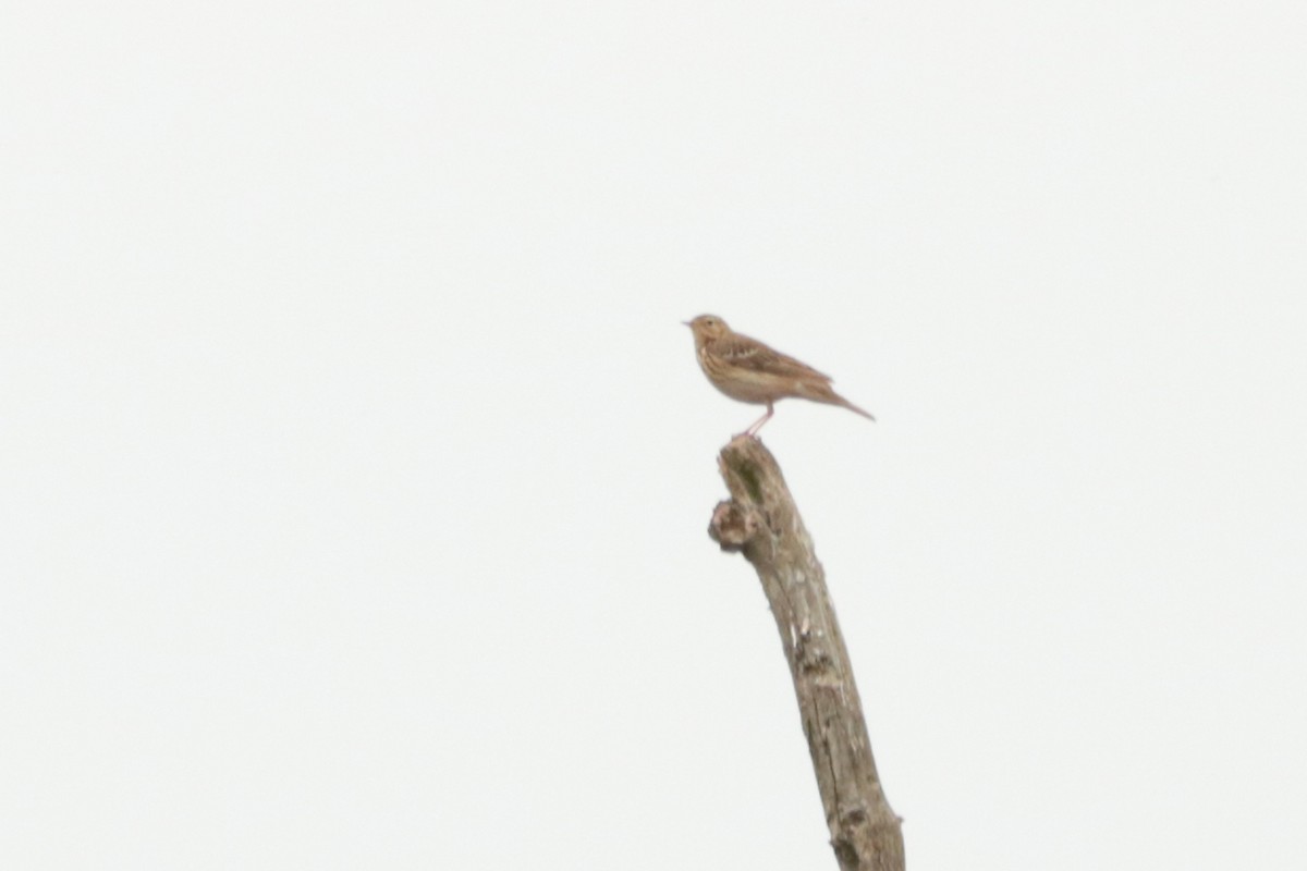 Eurasian Skylark - ML225022111