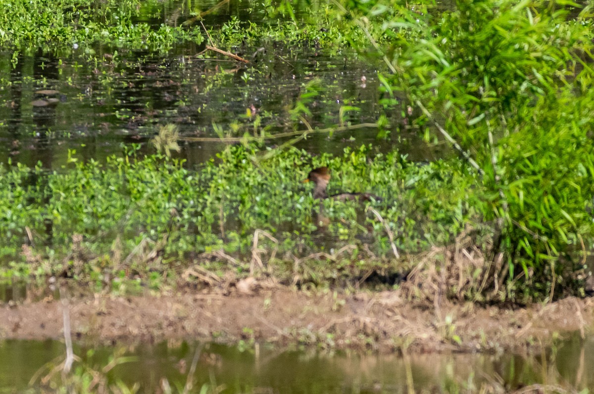 Hooded Merganser - ML225022771
