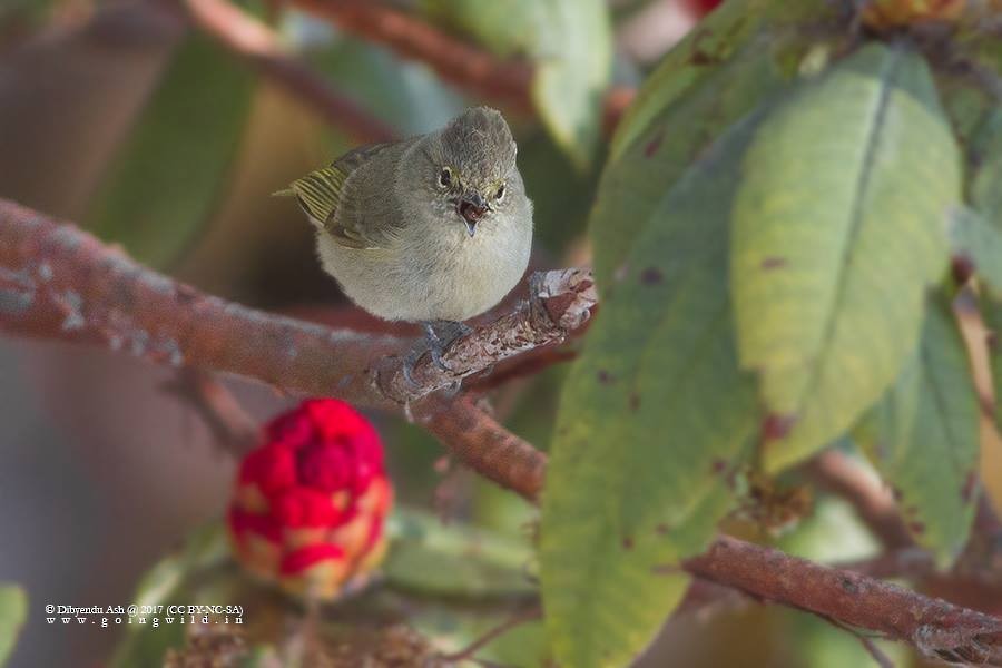 Yellow-browed Tit - ML225023701