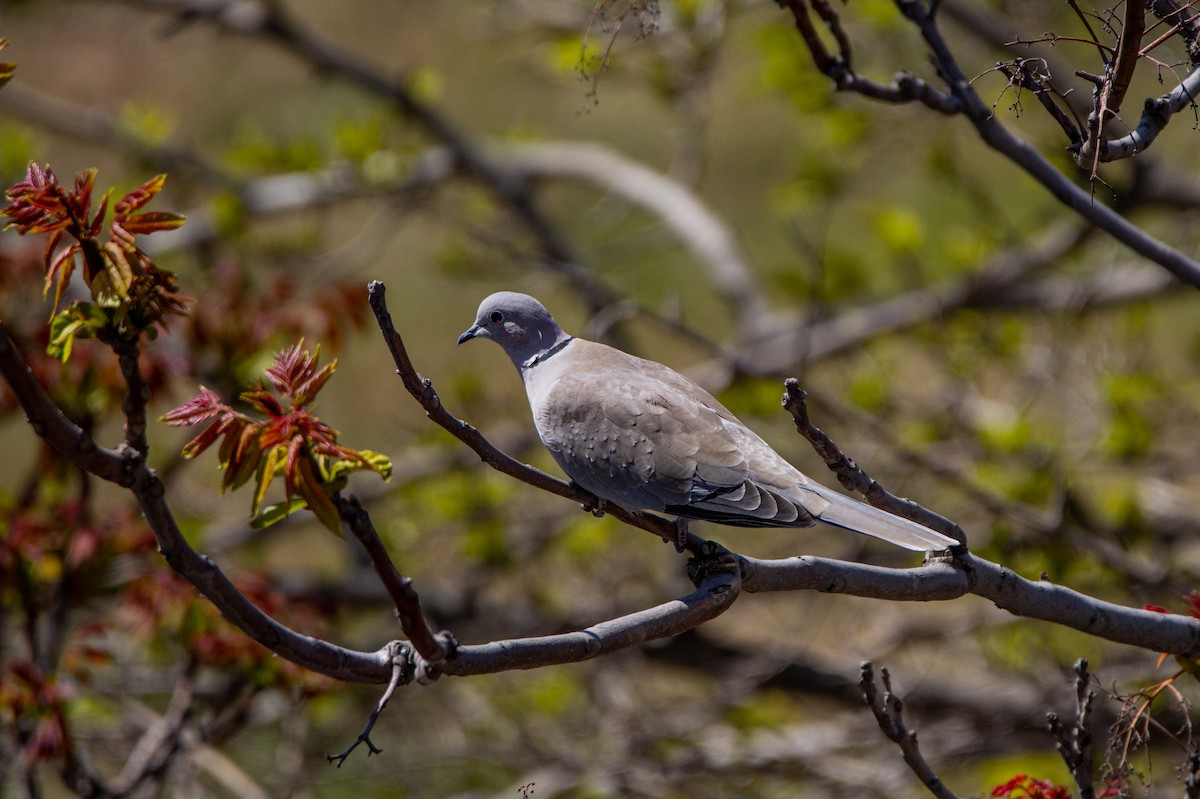 Eurasian Collared-Dove - ML225024881