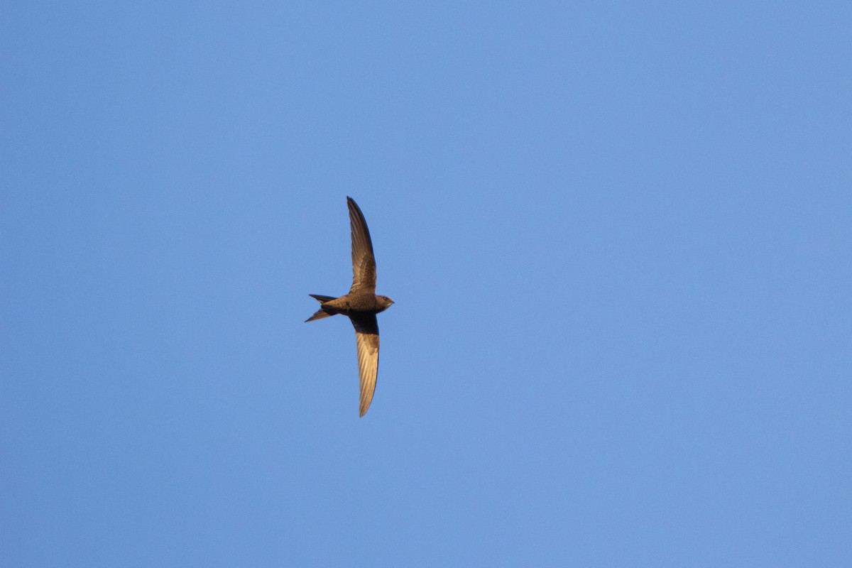 Common Swift - ML225024911