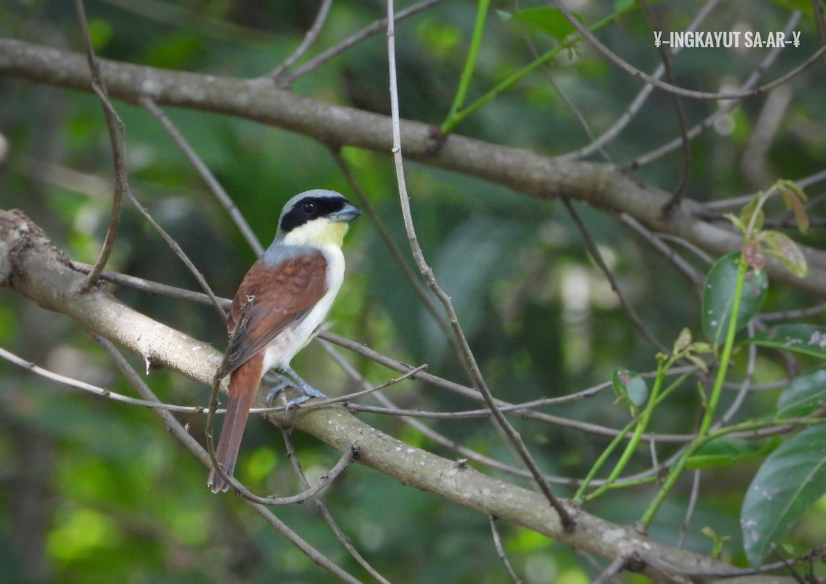 Tiger Shrike - ML225025191