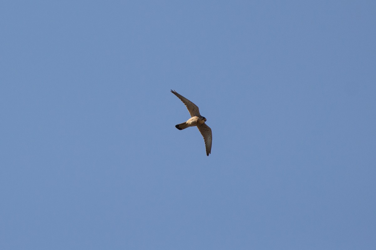 Eurasian Kestrel - ML225025201