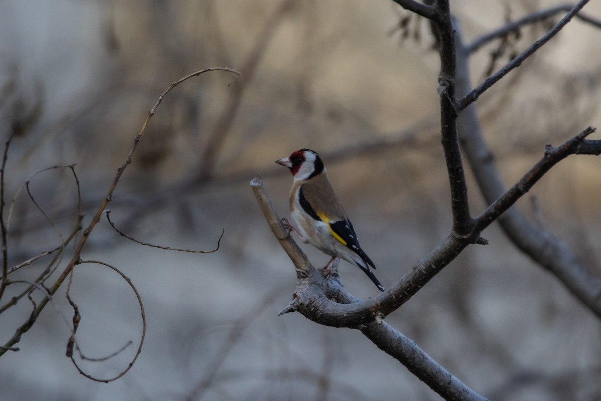 European Goldfinch - ML225025331