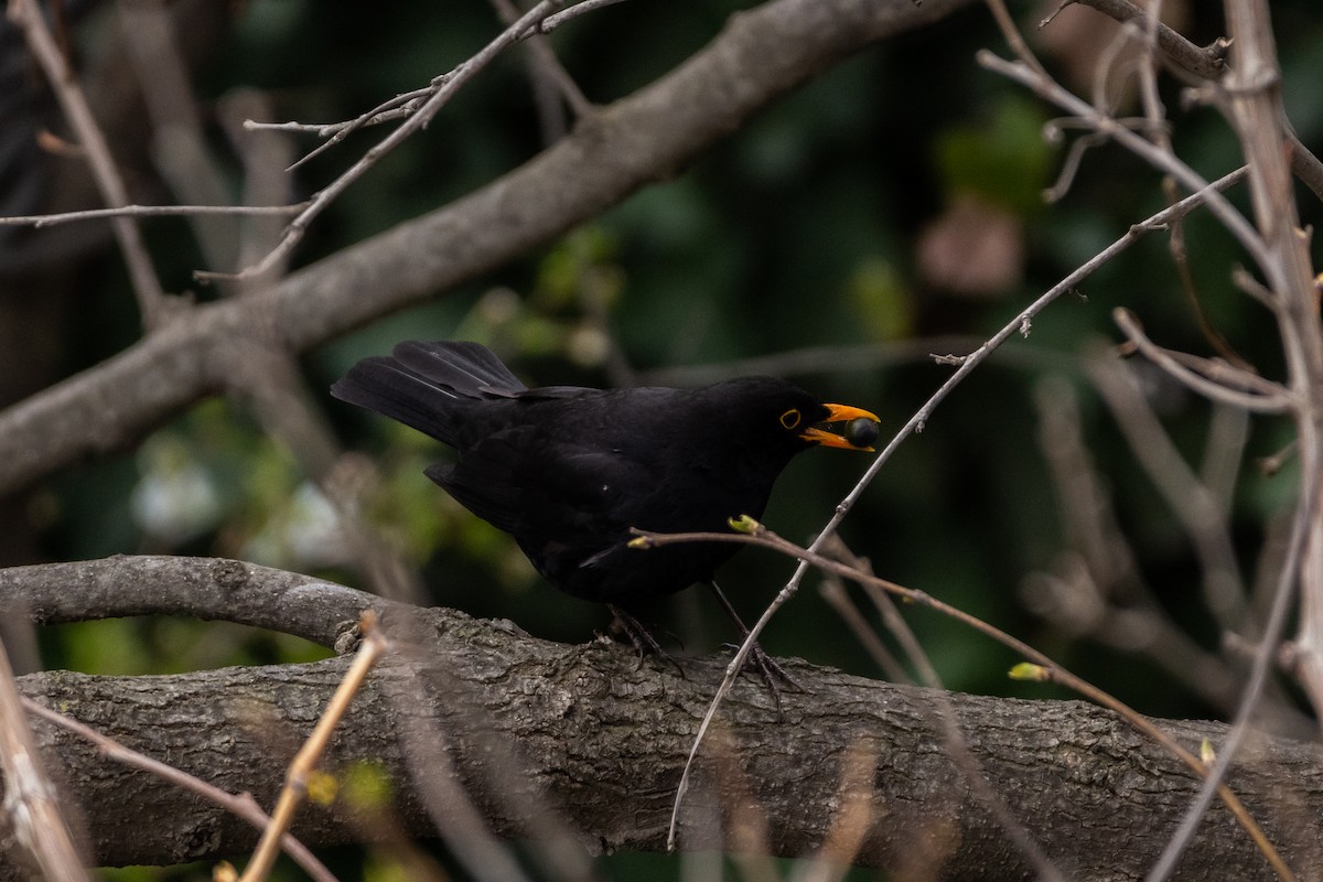 Eurasian Blackbird - ML225025401