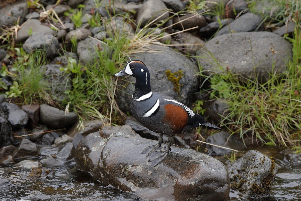 Harlequin Duck - ML225025641