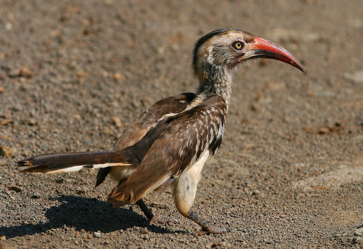 Southern Red-billed Hornbill - Bruce Robinson