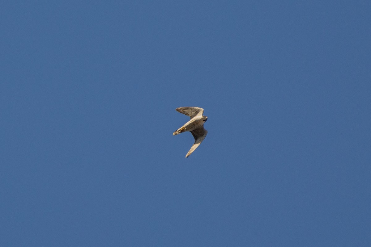 Peregrine Falcon - ML225026071