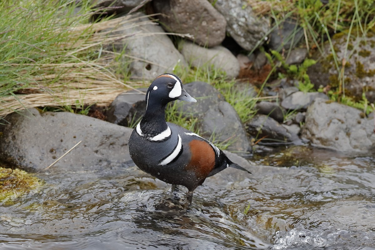 Harlequin Duck - ML225026131