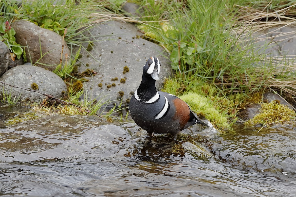 Harlequin Duck - ML225026141