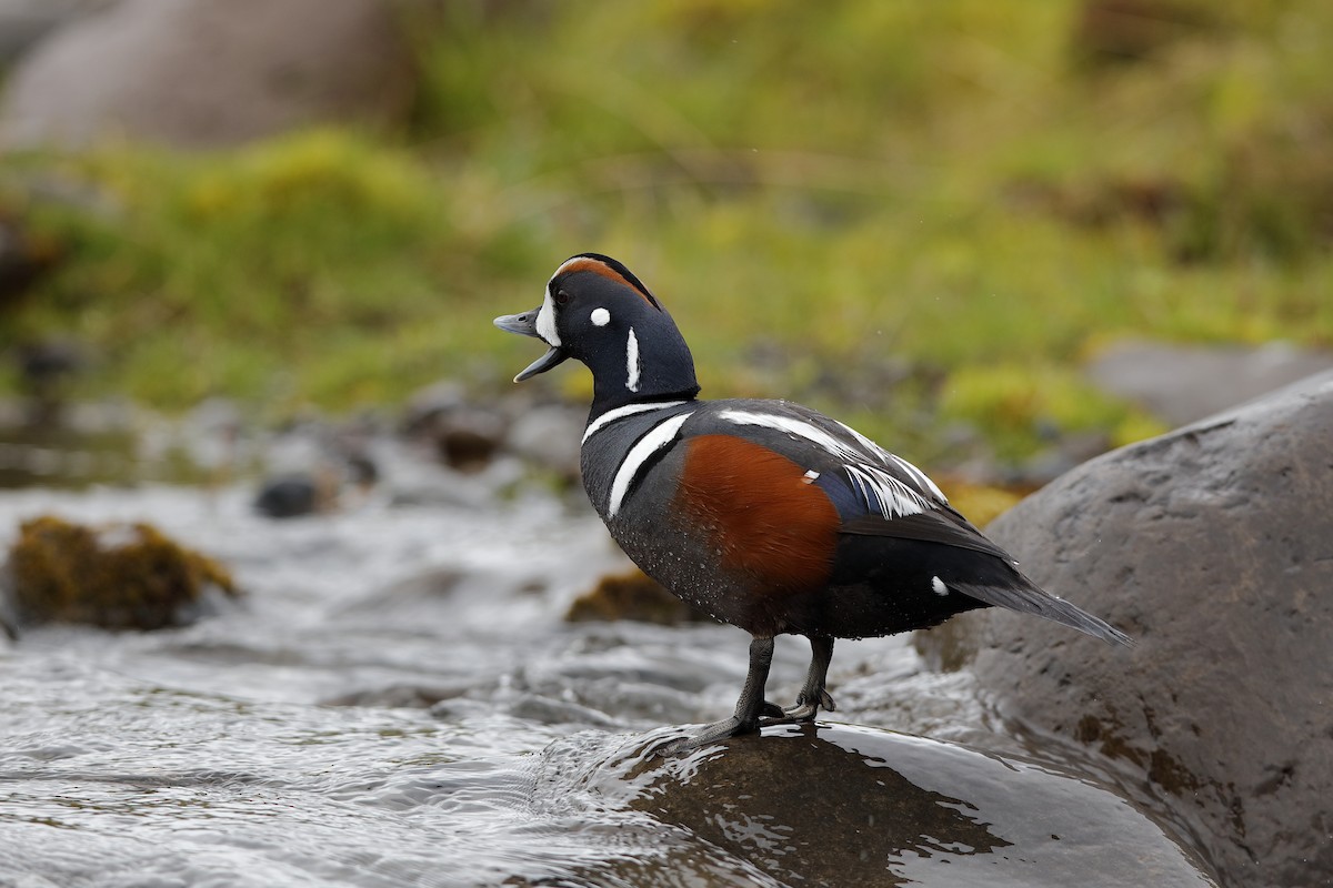 Harlequin Duck - ML225026151
