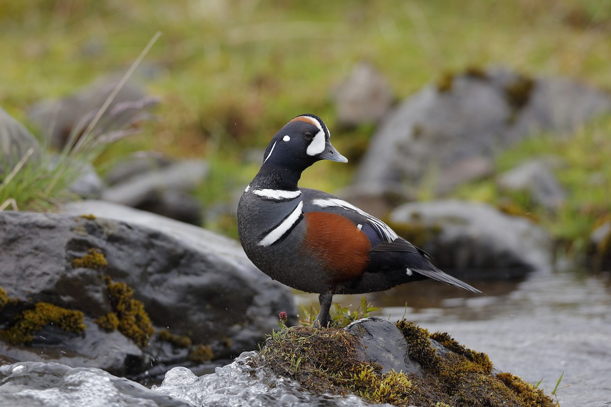 Harlequin Duck - ML225026181