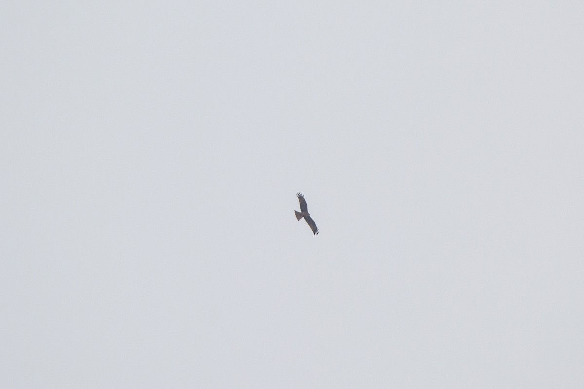 Black Kite - ML225026291