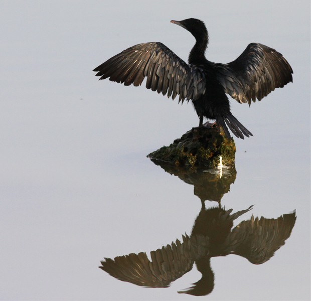 Little Cormorant - Jayan Thomas