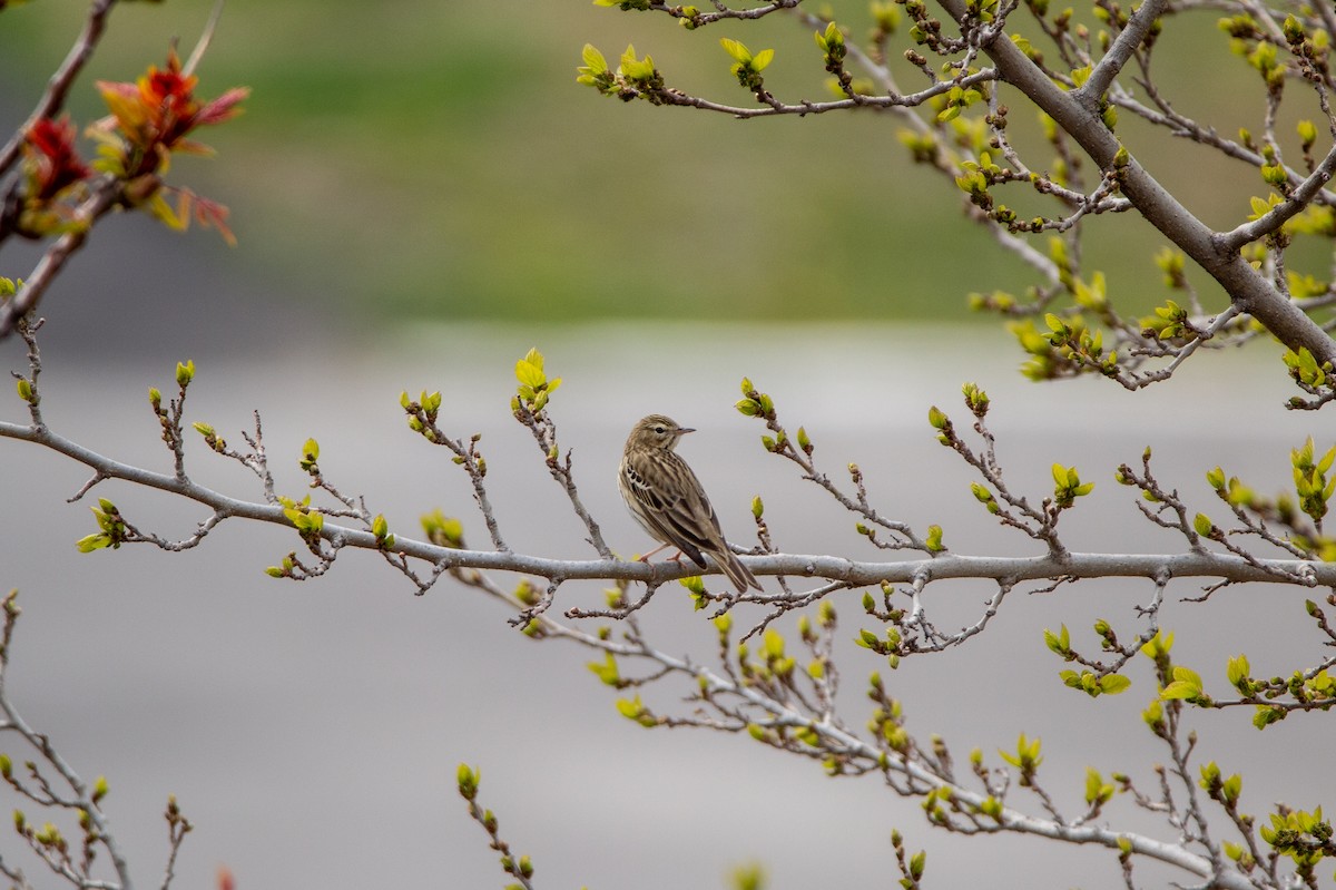 Tree Pipit - ML225026341