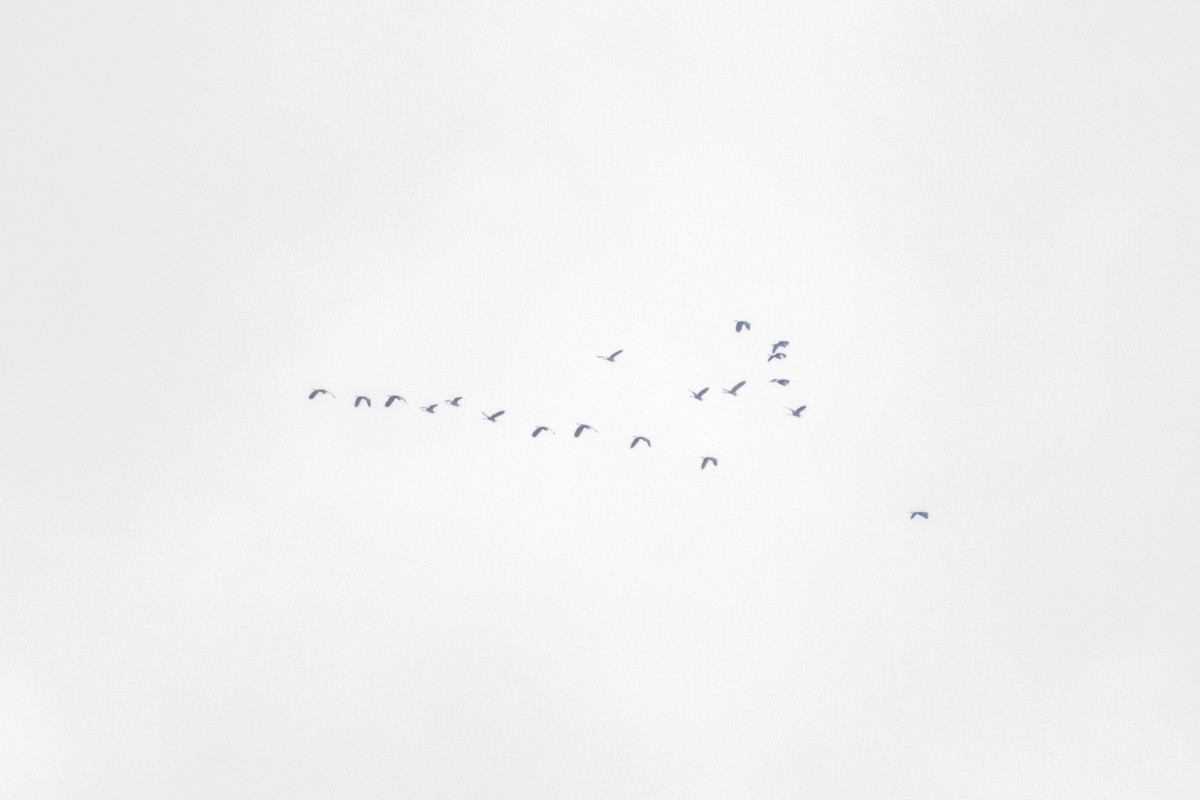 Gray Heron - ML225026581