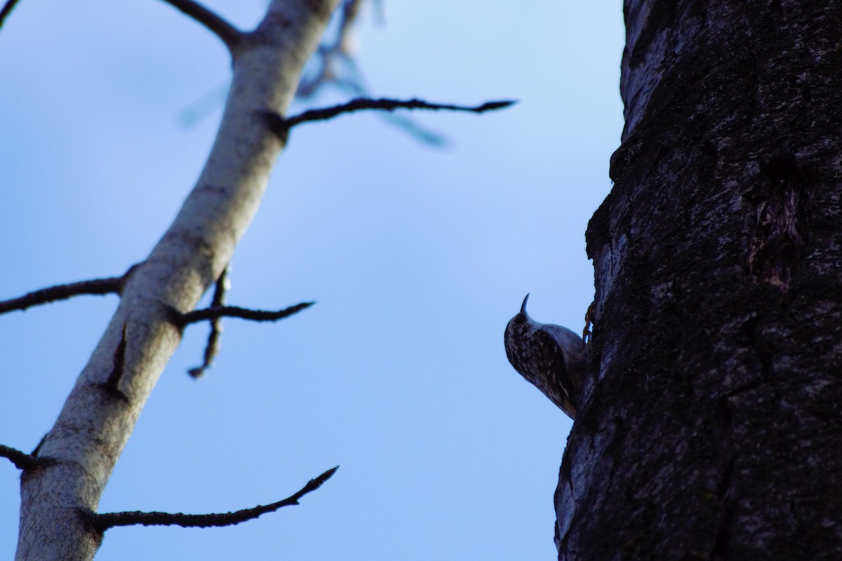 Brown Creeper - ML225026681