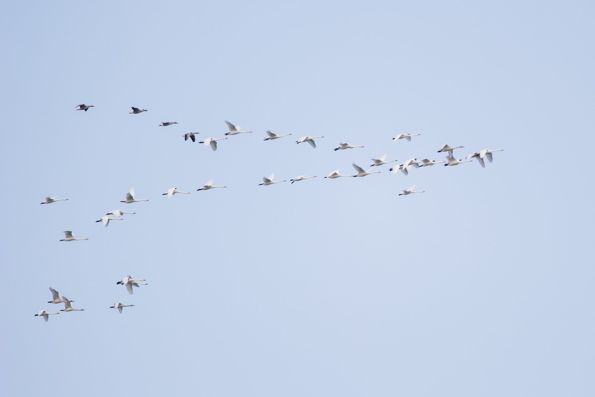 Tundra Swan - ML225027811