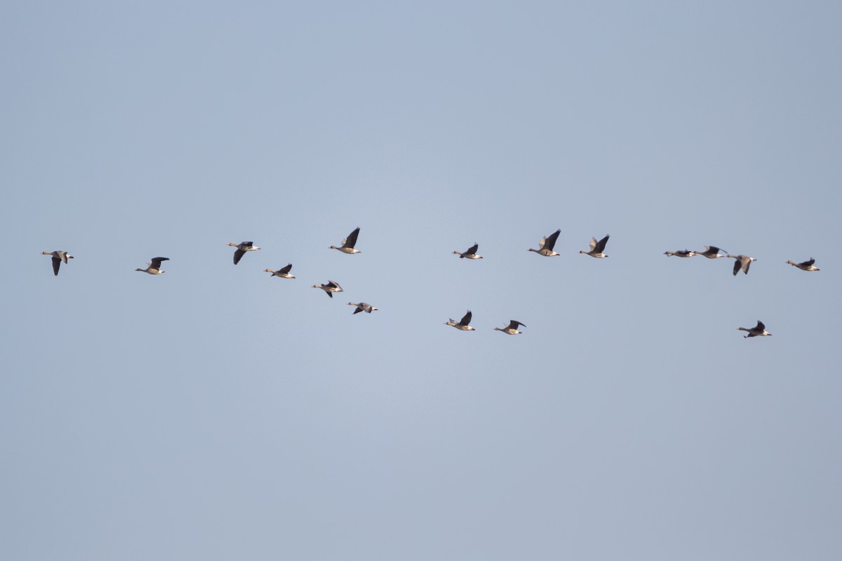 Greater White-fronted Goose - ML225028031