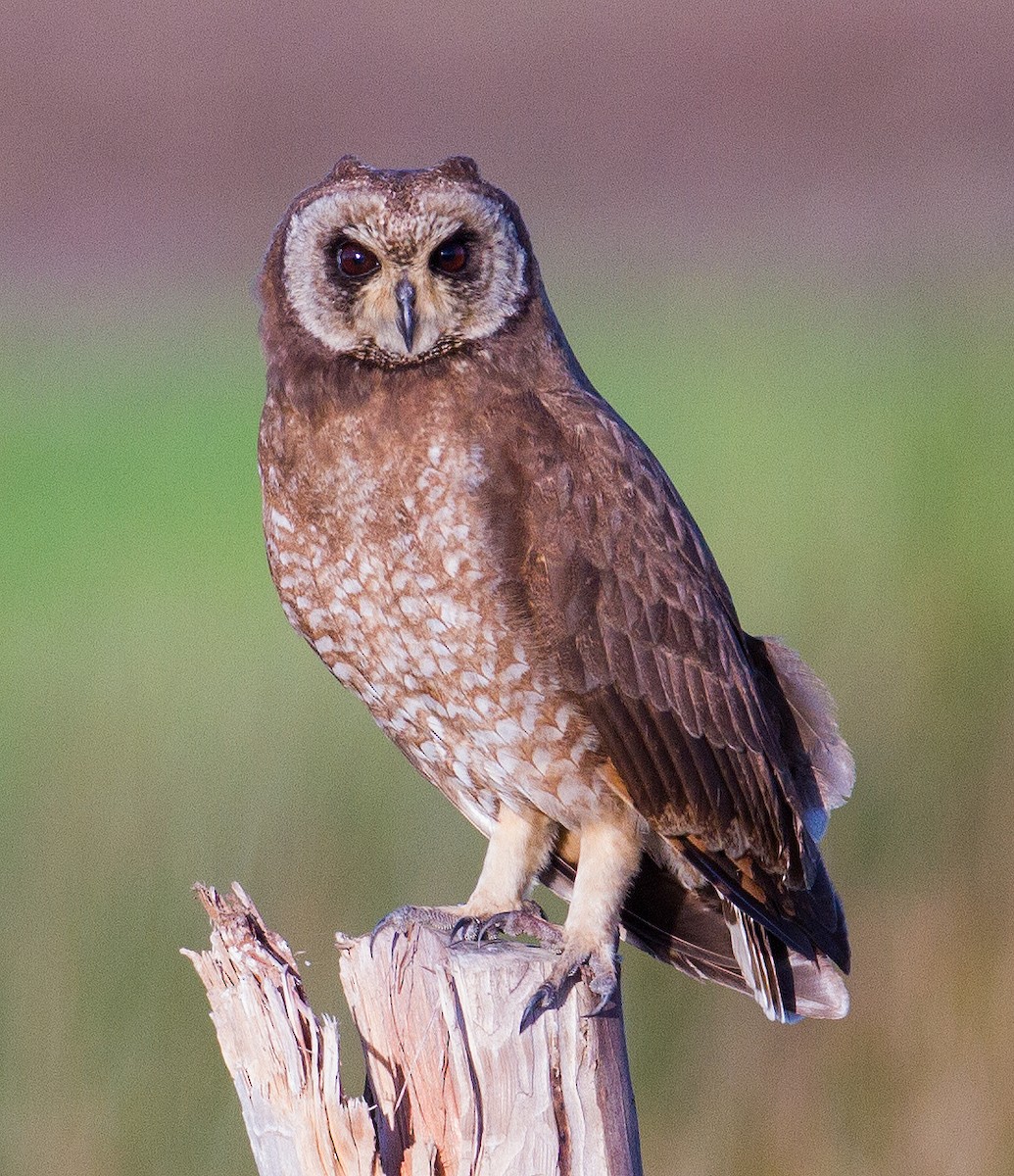 Marsh Owl - José Martín
