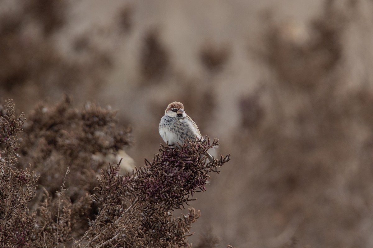 Spanish Sparrow - ML225029301