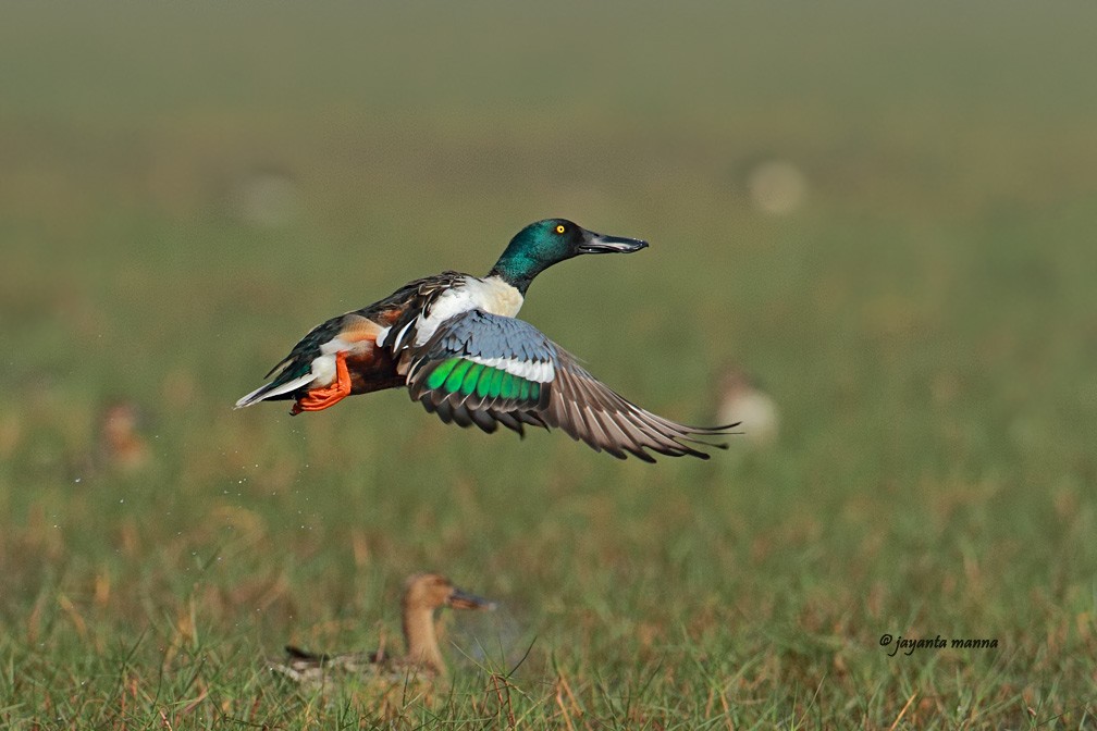 Northern Shoveler - Jayanta Manna