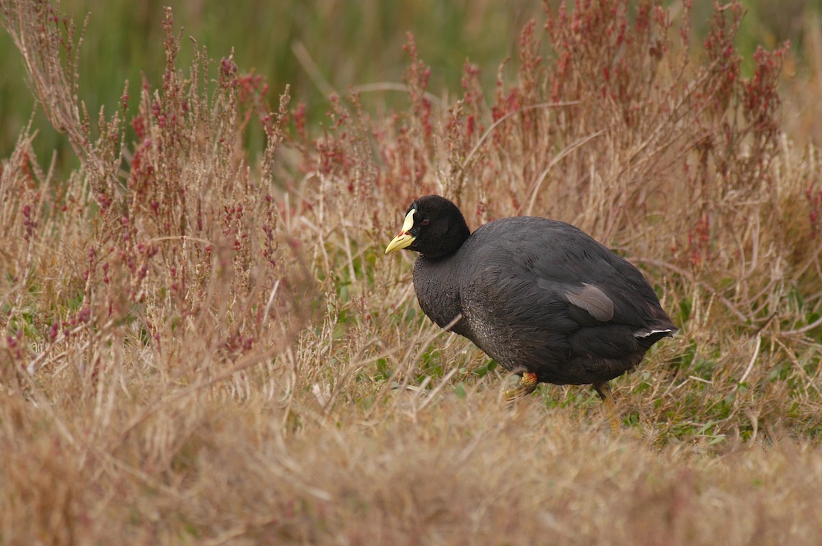 Red-gartered Coot - Etienne Artigau🦩