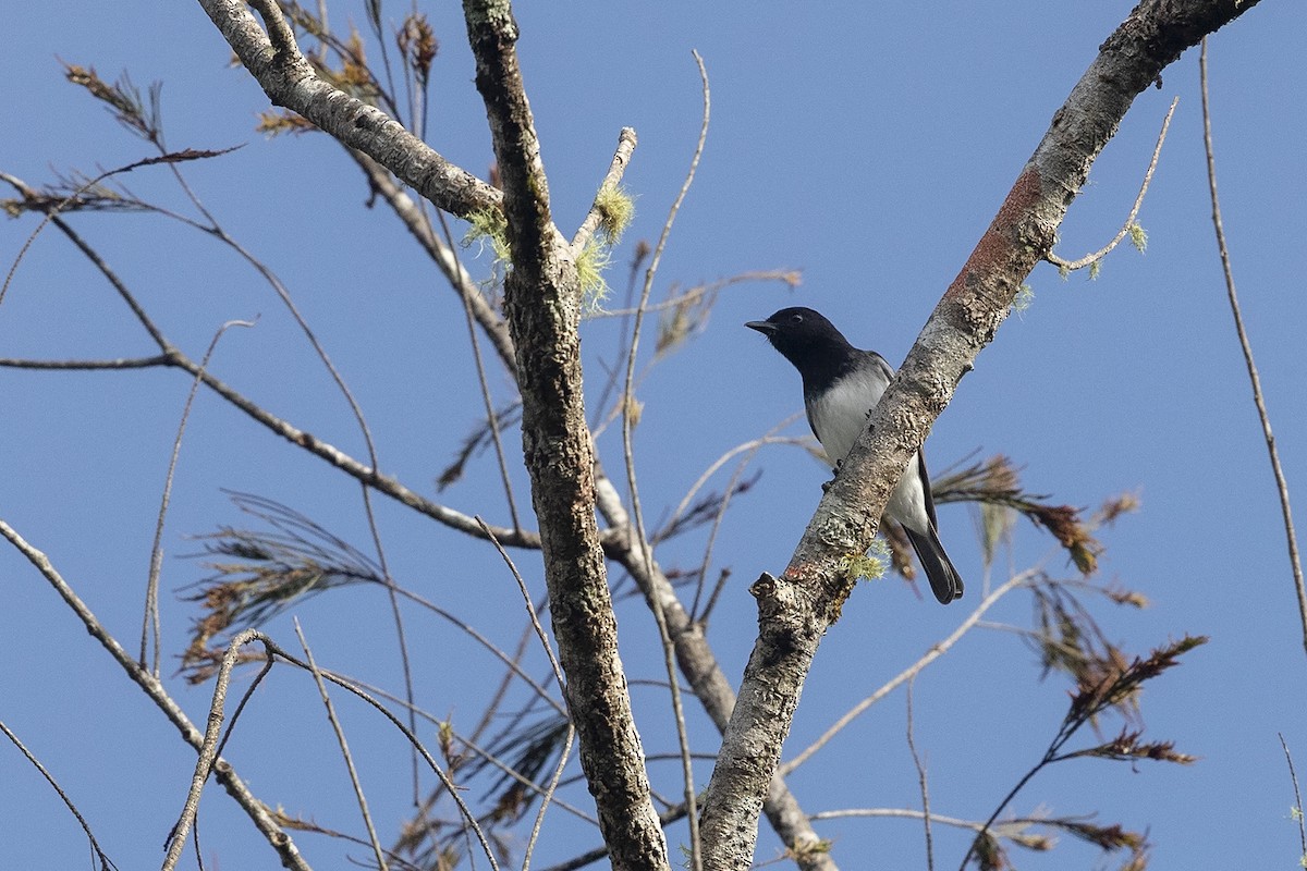 Black-headed Whistler - ML225029821